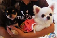 看板犬のスピカとギンガです。よろしく1