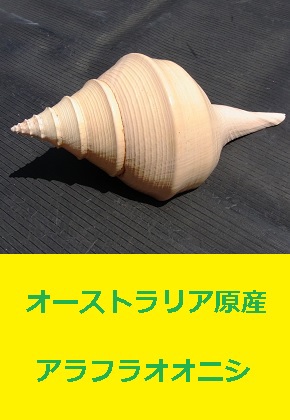 <span style=color:#04B404><b>アラフラオオニシ　オーストラリア　巻貝</b>