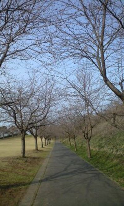 南部山の桜は…