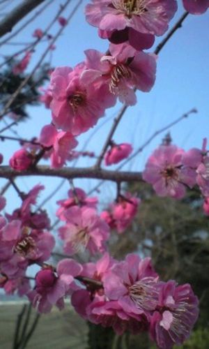 “桜じゃなく梅”