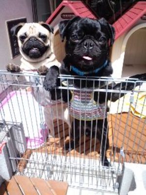 不動産屋に犬！？