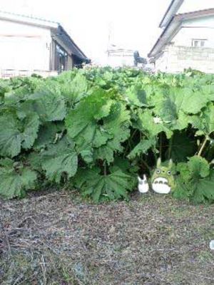 トトロが持ってるような葉っぱ