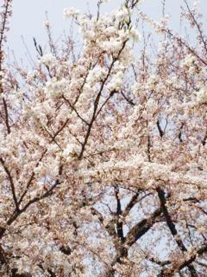 桜
