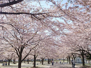 新井田公園の桜
